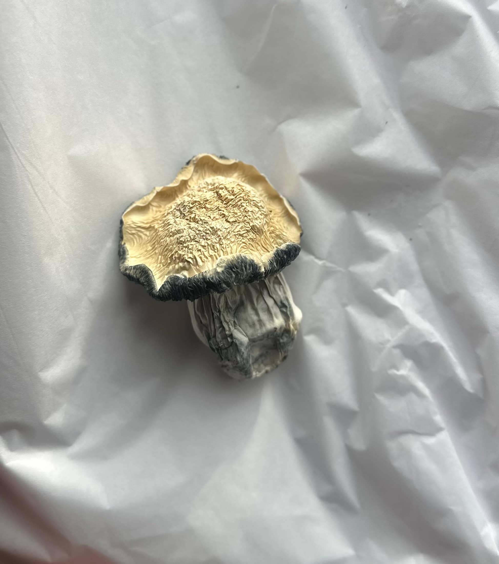 Albino Bluey Vuitton